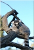 Lemur dösend ganz